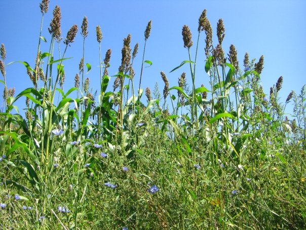 Molasses Tradition in Sugar Grove: A Generational Craft